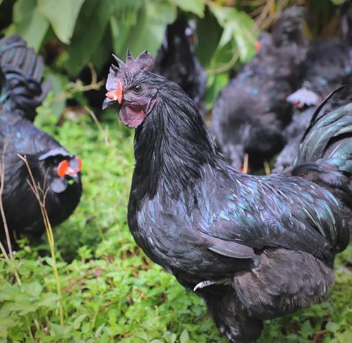 黑毛鸡是什么品种?-图1 黑毛鸡是什么品种?-图1