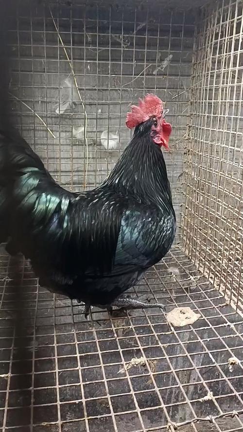 黑毛鸡是什么品种?-图3 黑毛鸡是什么品种?-图3