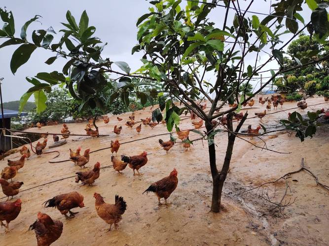 林下土鸡养殖技术视频怎么学？-图1