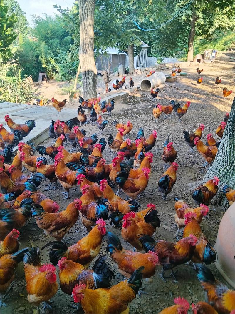 林下土鸡养殖技术视频怎么学？-图2