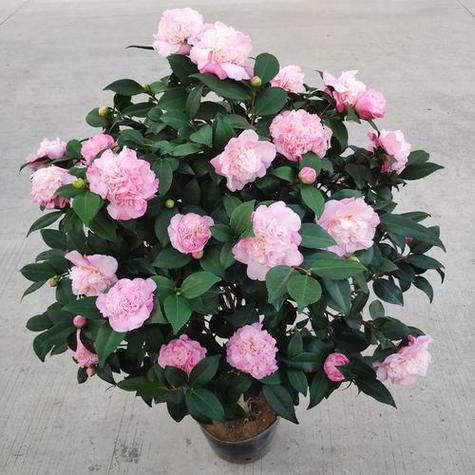 茶花烈香品种值得种植吗？-图2