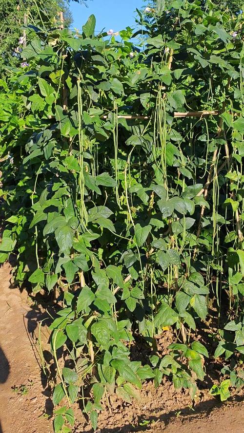 早春豇豆咋种?视频技术看这里!-图1 早春豇豆咋种?视频技术看这里!-图1