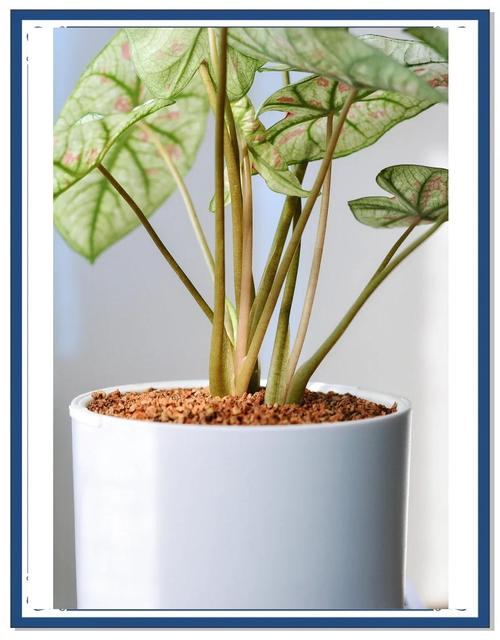 彩叶芋哪个品种最好养又好看？-图1