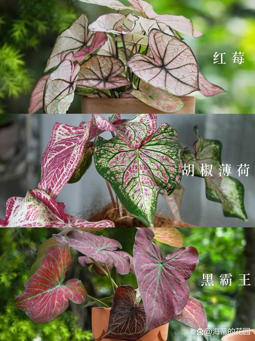 彩叶芋哪个品种最好养又好看？-图2