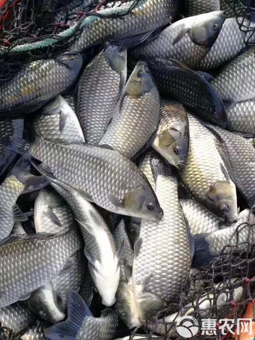 中科3号鲫鱼养殖技术有何优势?-图2 中科3号鲫鱼养殖技术有何优势?-图2