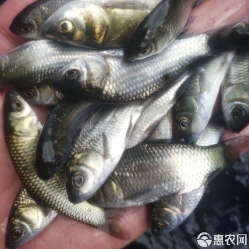 中科3号鲫鱼养殖技术有何优势?-图1 中科3号鲫鱼养殖技术有何优势?-图1