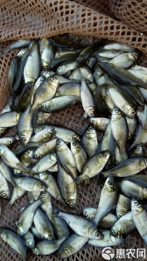 中科3号鲫鱼养殖技术有何优势?-图3 中科3号鲫鱼养殖技术有何优势?-图3