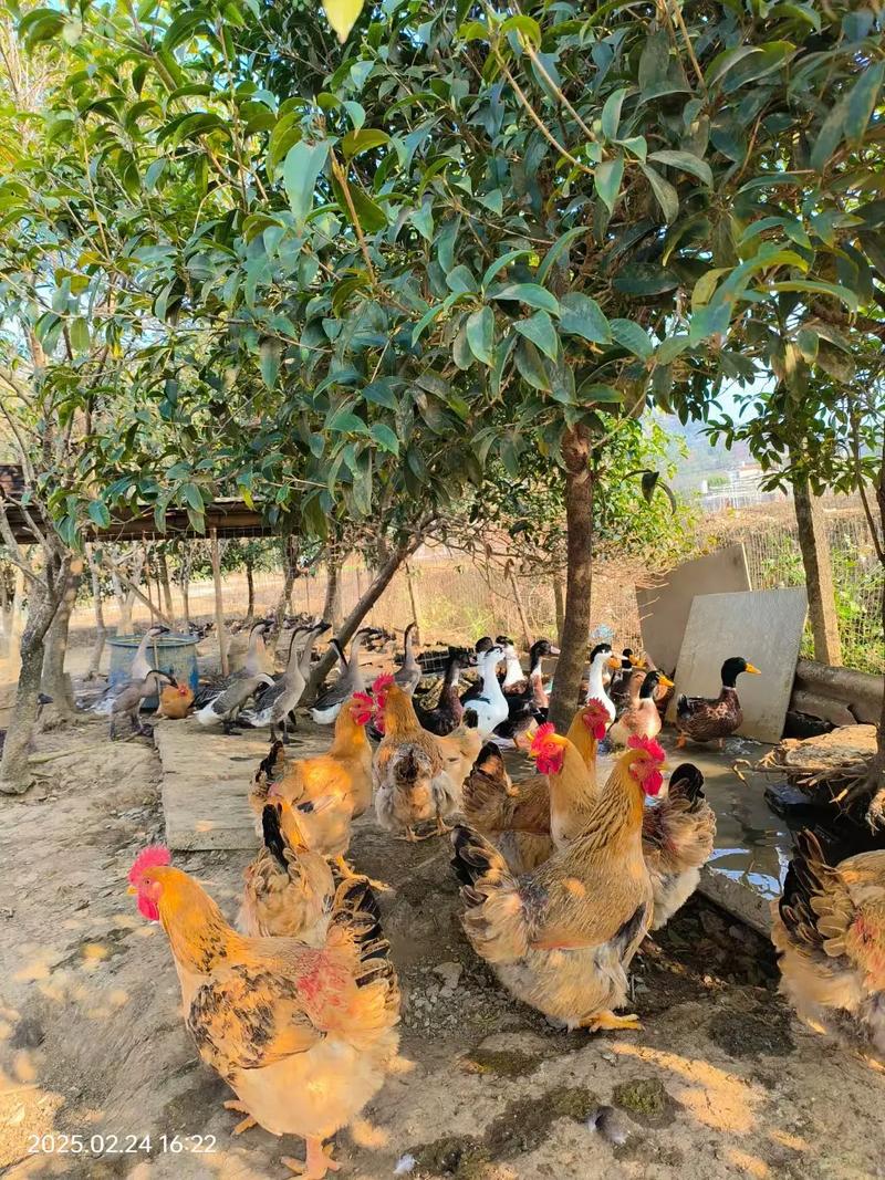 山地散养鸡有哪些关键技术?-图1 山地散养鸡有哪些关键技术?-图1