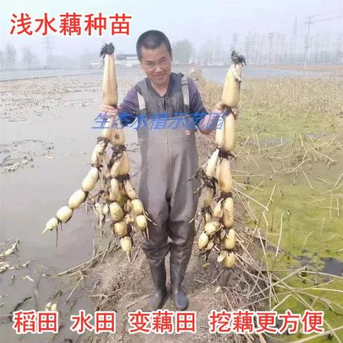 稻田种藕技术要点有哪些?-图3 稻田种藕技术要点有哪些?-图3