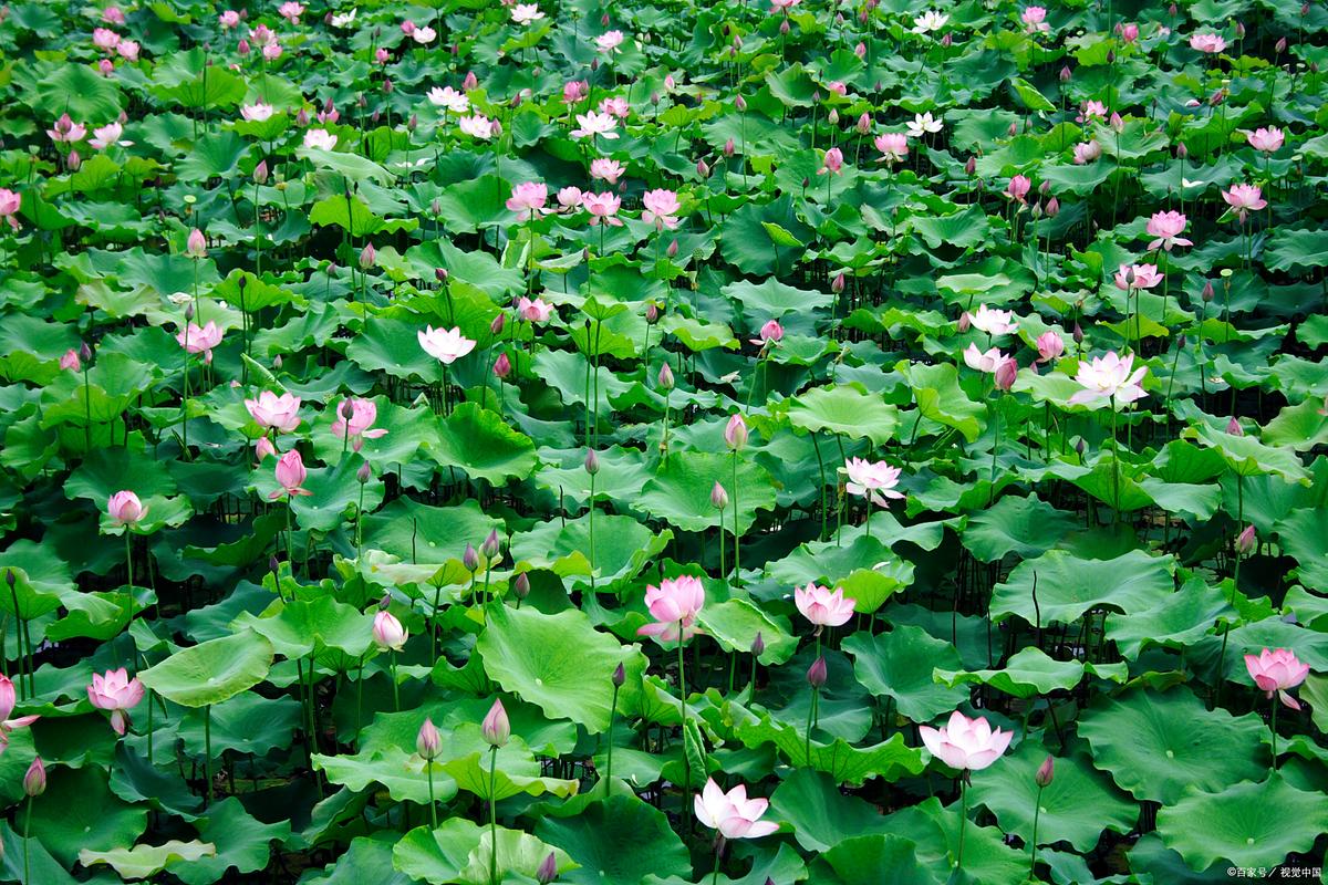 稻田种藕技术要点有哪些?-图1 稻田种藕技术要点有哪些?-图1