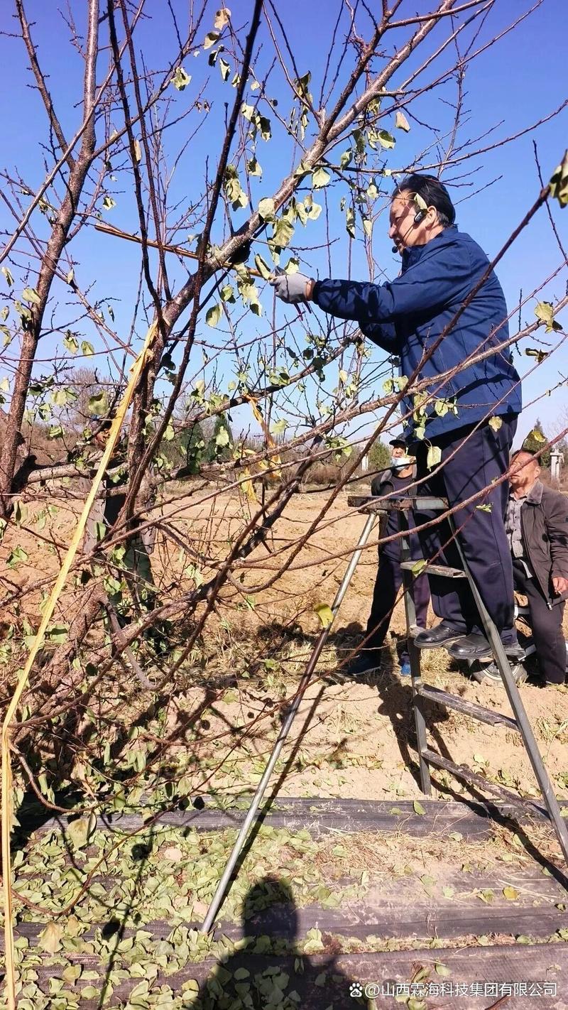 新品种杏树需剪枝吗?-图1 新品种杏树需剪枝吗?-图1