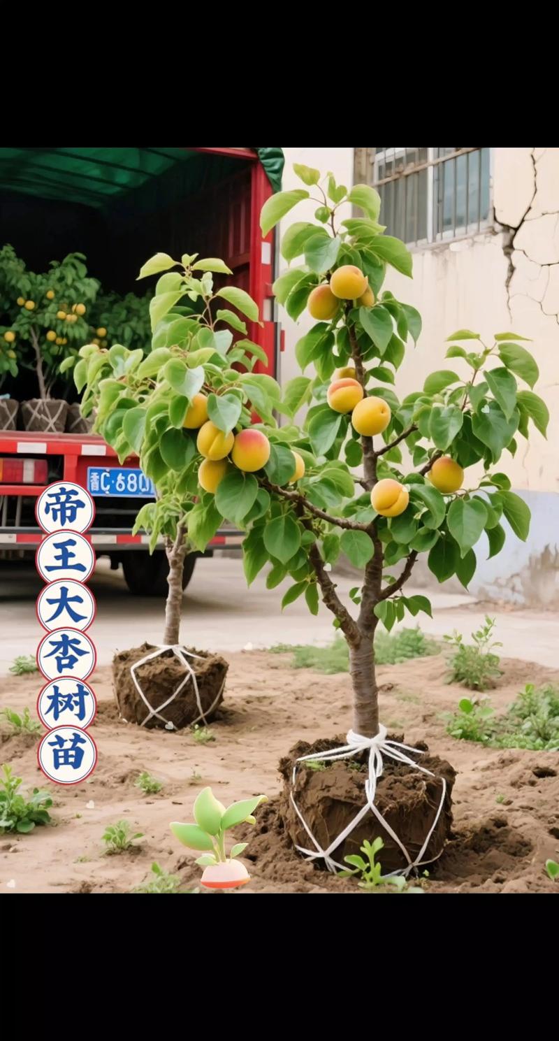 新品种杏树需剪枝吗?-图2 新品种杏树需剪枝吗?-图2