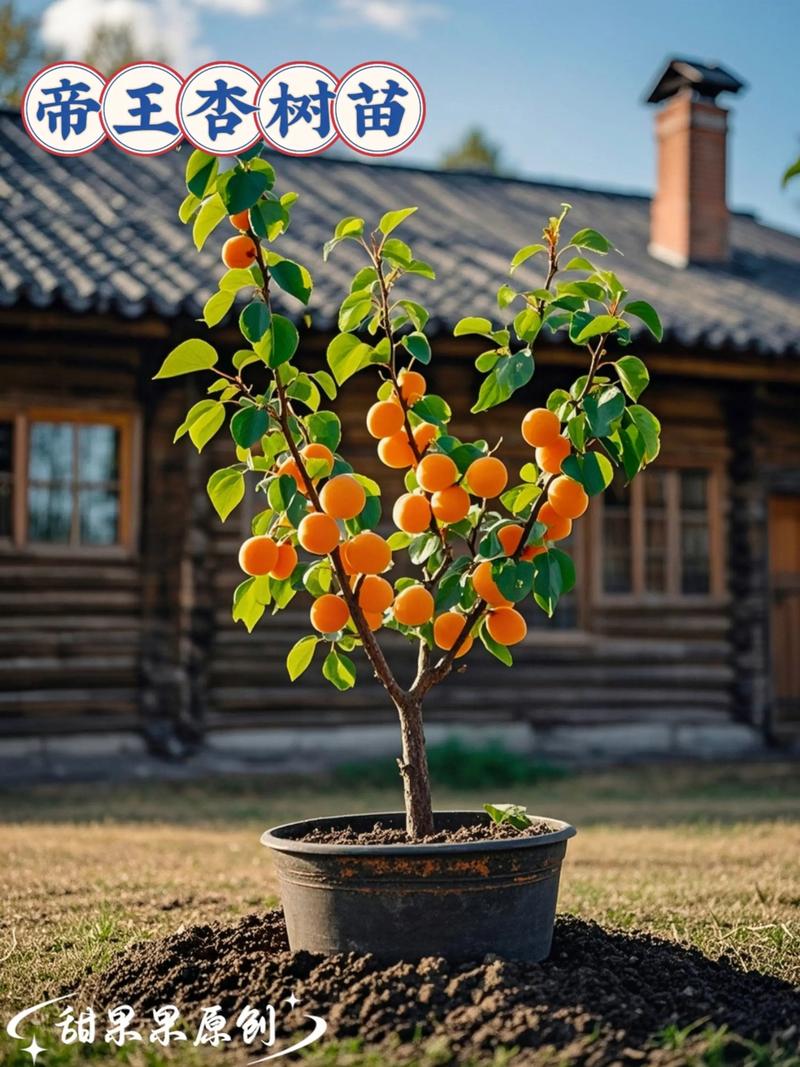 新品种杏树需剪枝吗?-图3 新品种杏树需剪枝吗?-图3