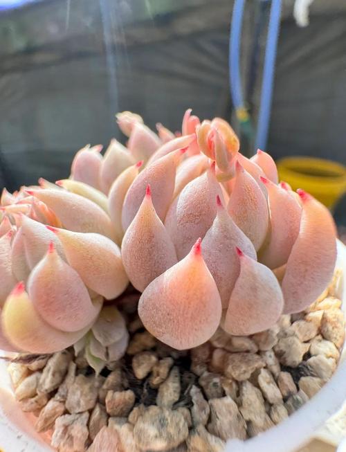 冬天哪些多肉品种最耐冻？-图2