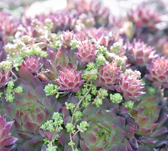 冬天哪些多肉品种最耐冻？-图1