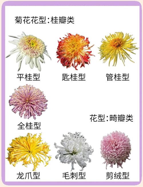 菊花品种知多少？-图3