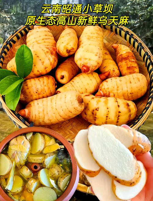 云南天麻种植技术视频有哪些要点?-图3 云南天麻种植技术视频有哪些要点?-图3