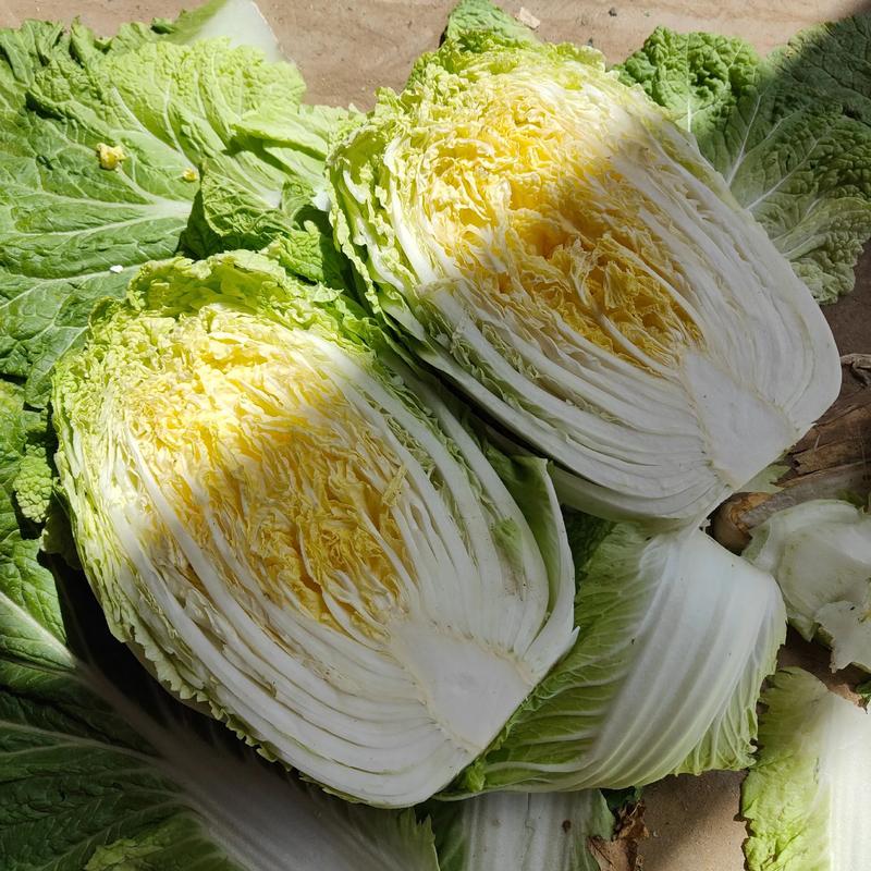 好农作物品种有哪些？-图2