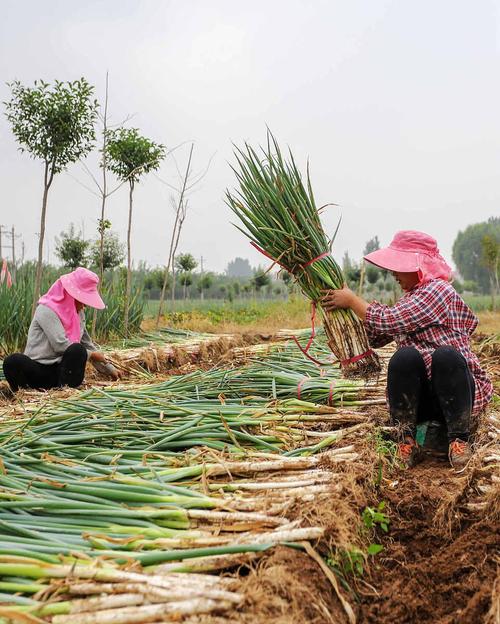 河南大葱栽培技术视频，关键点有哪些？-图1
