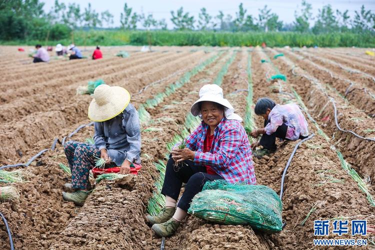 河南大葱栽培技术视频，关键点有哪些？-图2
