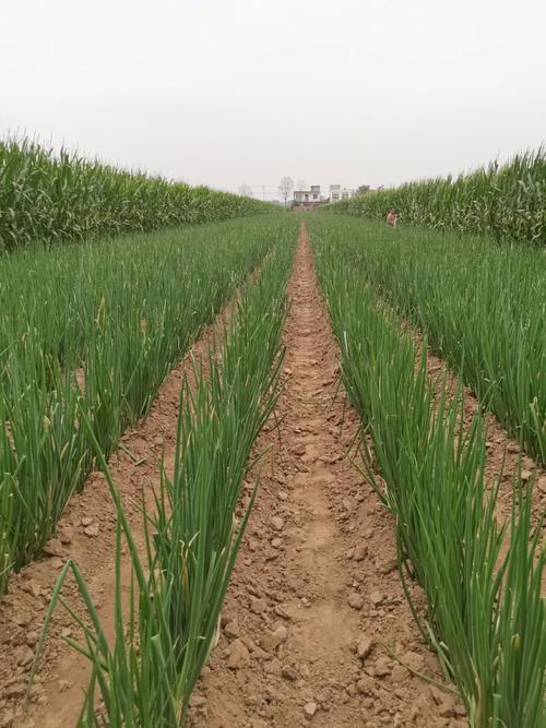 河南大葱栽培技术视频，关键点有哪些？-图3