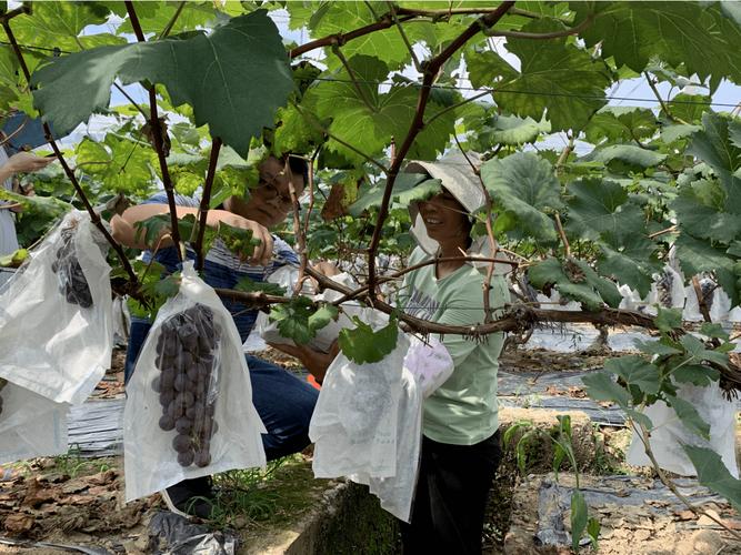 葡萄高产栽培技术视频有哪些关键要点？-图1
