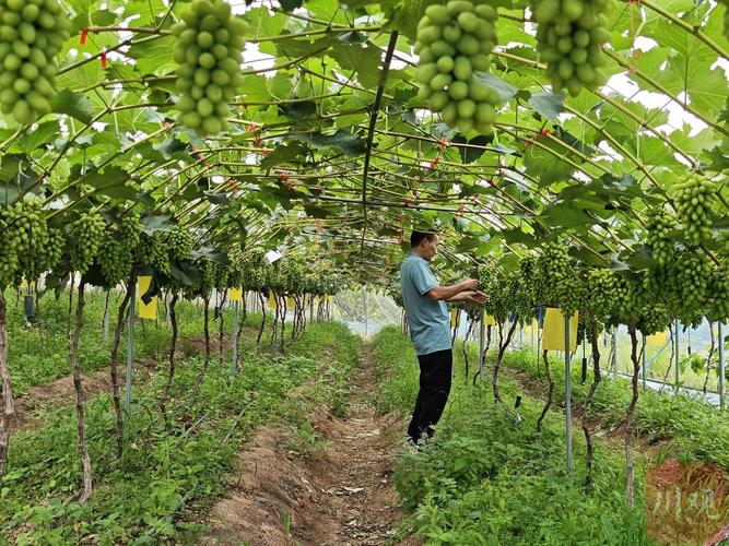 葡萄高产栽培技术视频有哪些关键要点？-图2