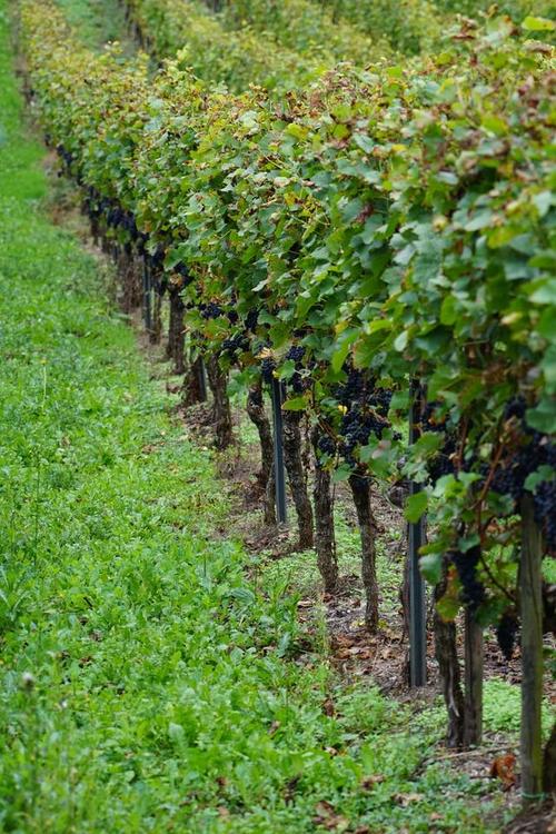 葡萄高产栽培技术视频有哪些关键要点？-图3