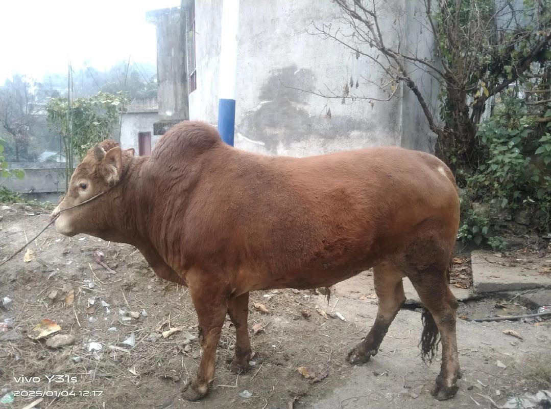 黄牛新品种有哪些?-图1 黄牛新品种有哪些?-图1