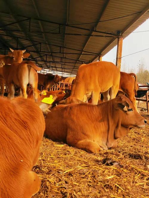 黄牛新品种有哪些?-图2 黄牛新品种有哪些?-图2