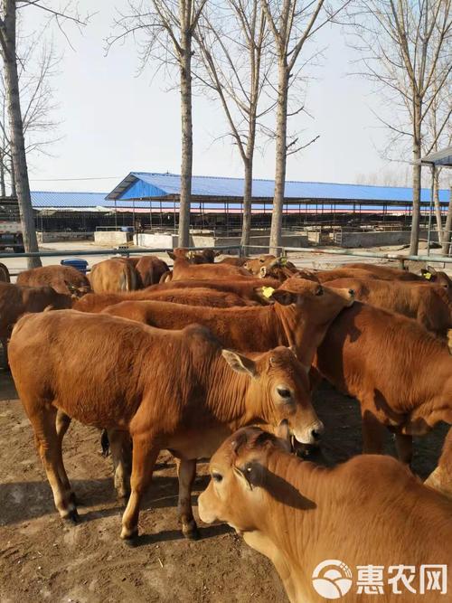 黄牛新品种有哪些?-图3 黄牛新品种有哪些?-图3