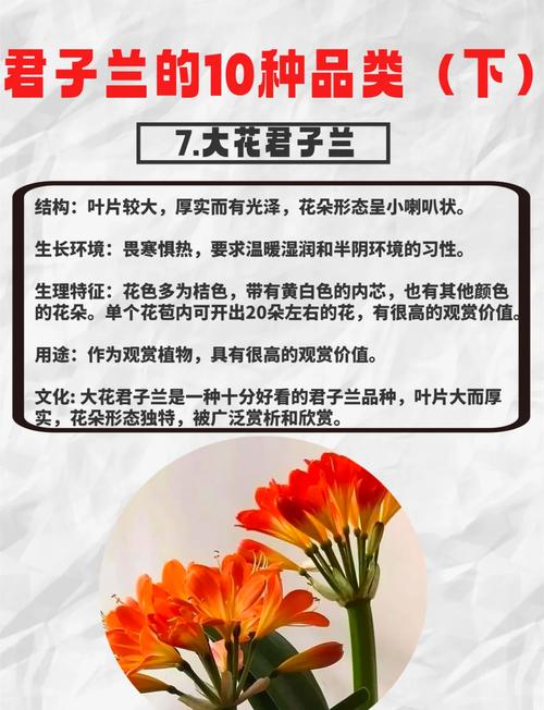 哪些君子兰品种叶片更厚?-图1 哪些君子兰品种叶片更厚?-图1