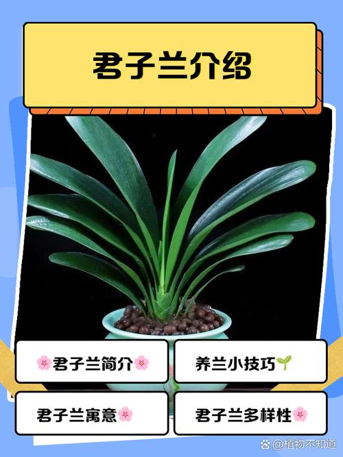哪些君子兰品种叶片更厚?-图3 哪些君子兰品种叶片更厚?-图3