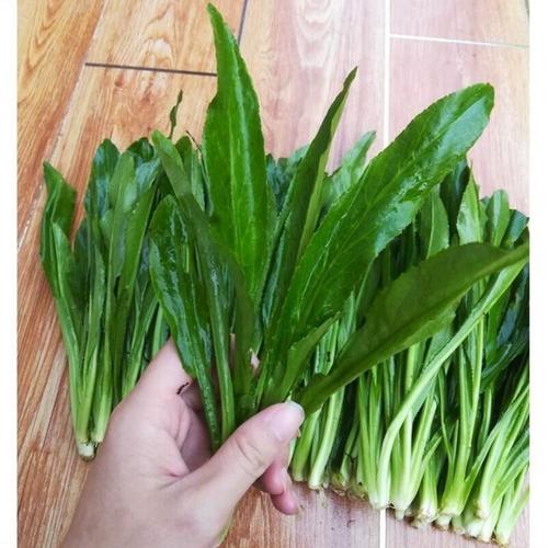 云南大香菜怎么种才能高产?-图1 云南大香菜怎么种才能高产?-图1