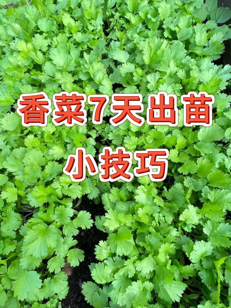 云南大香菜怎么种才能高产?-图2 云南大香菜怎么种才能高产?-图2
