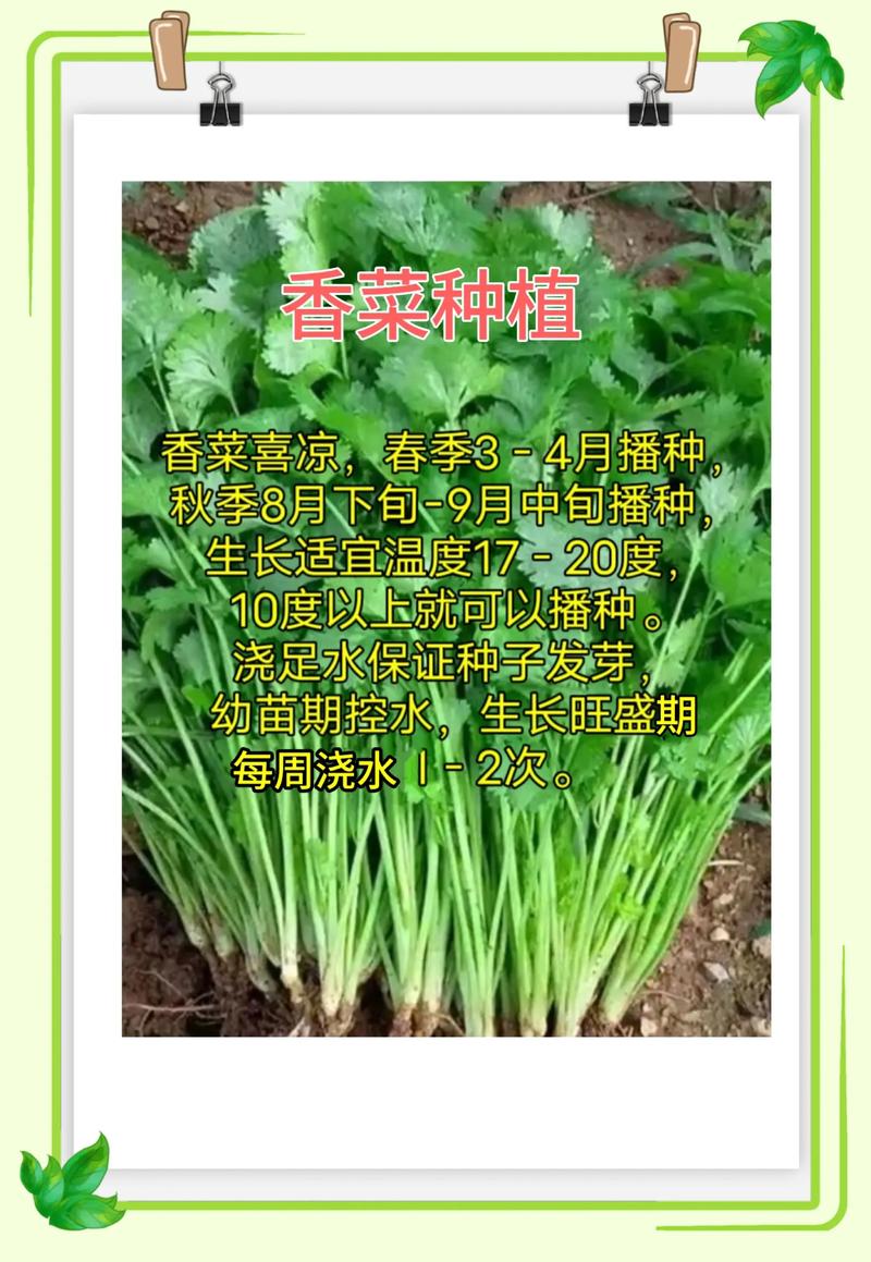 云南大香菜怎么种才能高产?-图3 云南大香菜怎么种才能高产?-图3