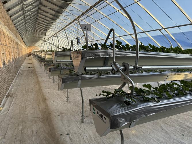 草莓立体栽培技术视频如何高效利用空间?-图2 草莓立体栽培技术视频如何高效利用空间?-图2