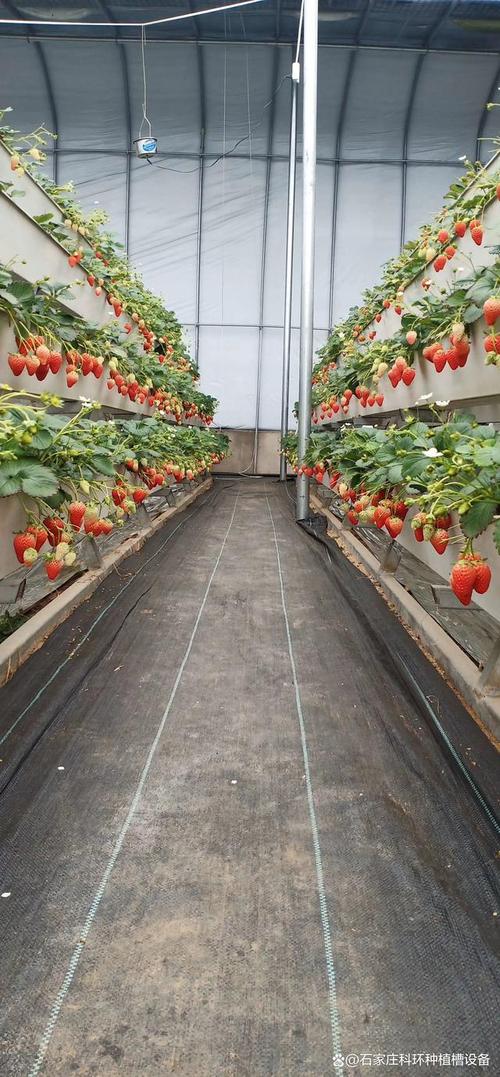 草莓立体栽培技术视频如何高效利用空间?-图1 草莓立体栽培技术视频如何高效利用空间?-图1