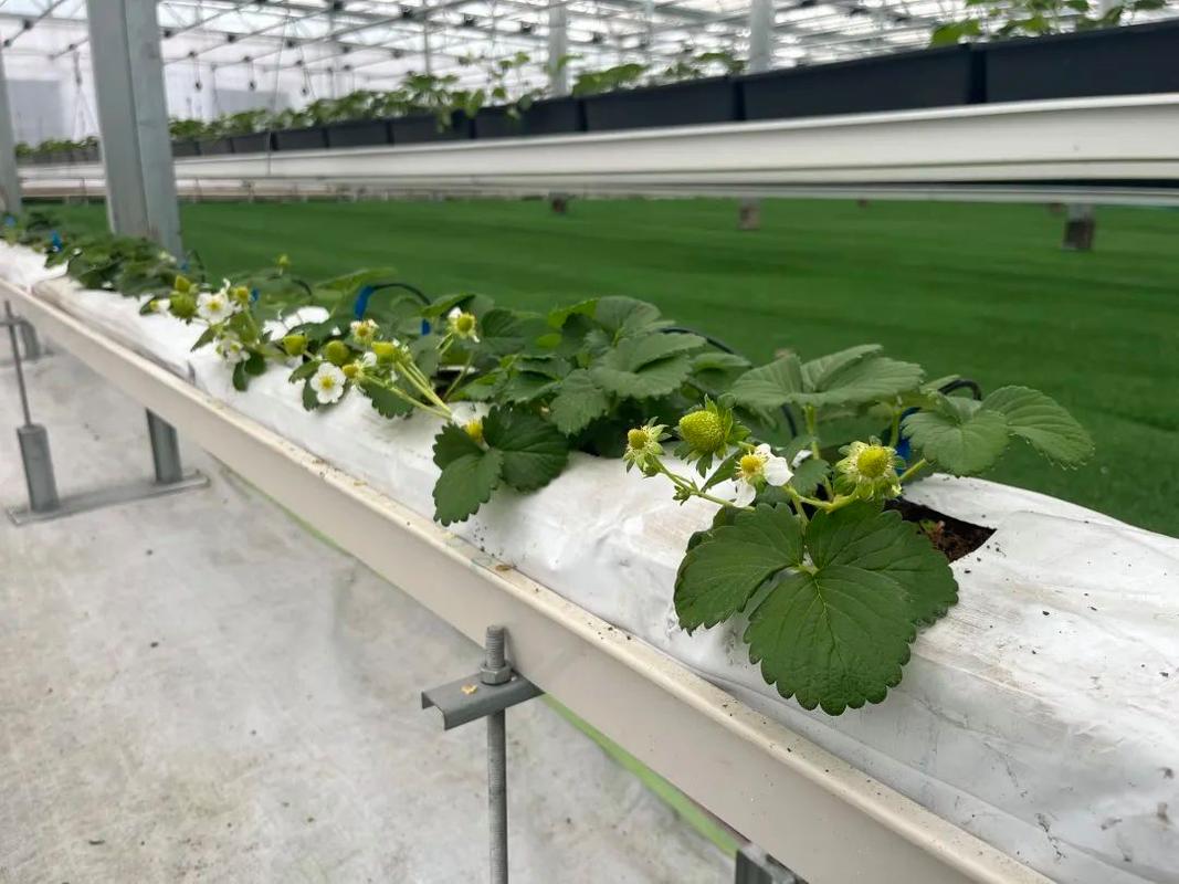 草莓立体栽培技术视频如何高效利用空间?-图3 草莓立体栽培技术视频如何高效利用空间?-图3