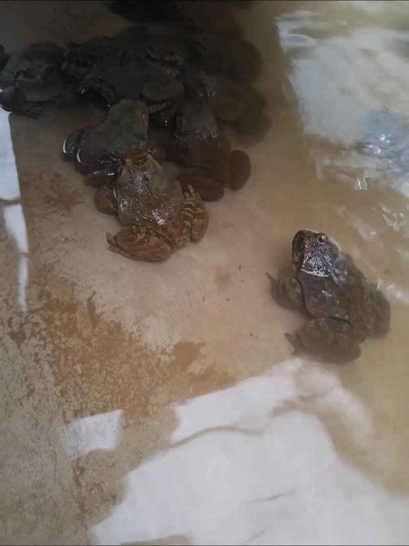 江西石蛙养殖技术有哪些关键要点?-图1 江西石蛙养殖技术有哪些关键要点?-图1