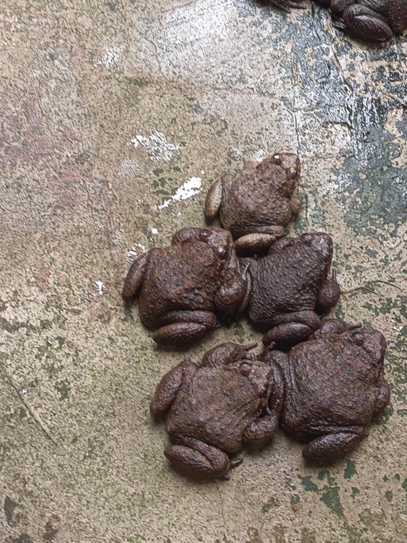 江西石蛙养殖技术有哪些关键要点?-图2 江西石蛙养殖技术有哪些关键要点?-图2