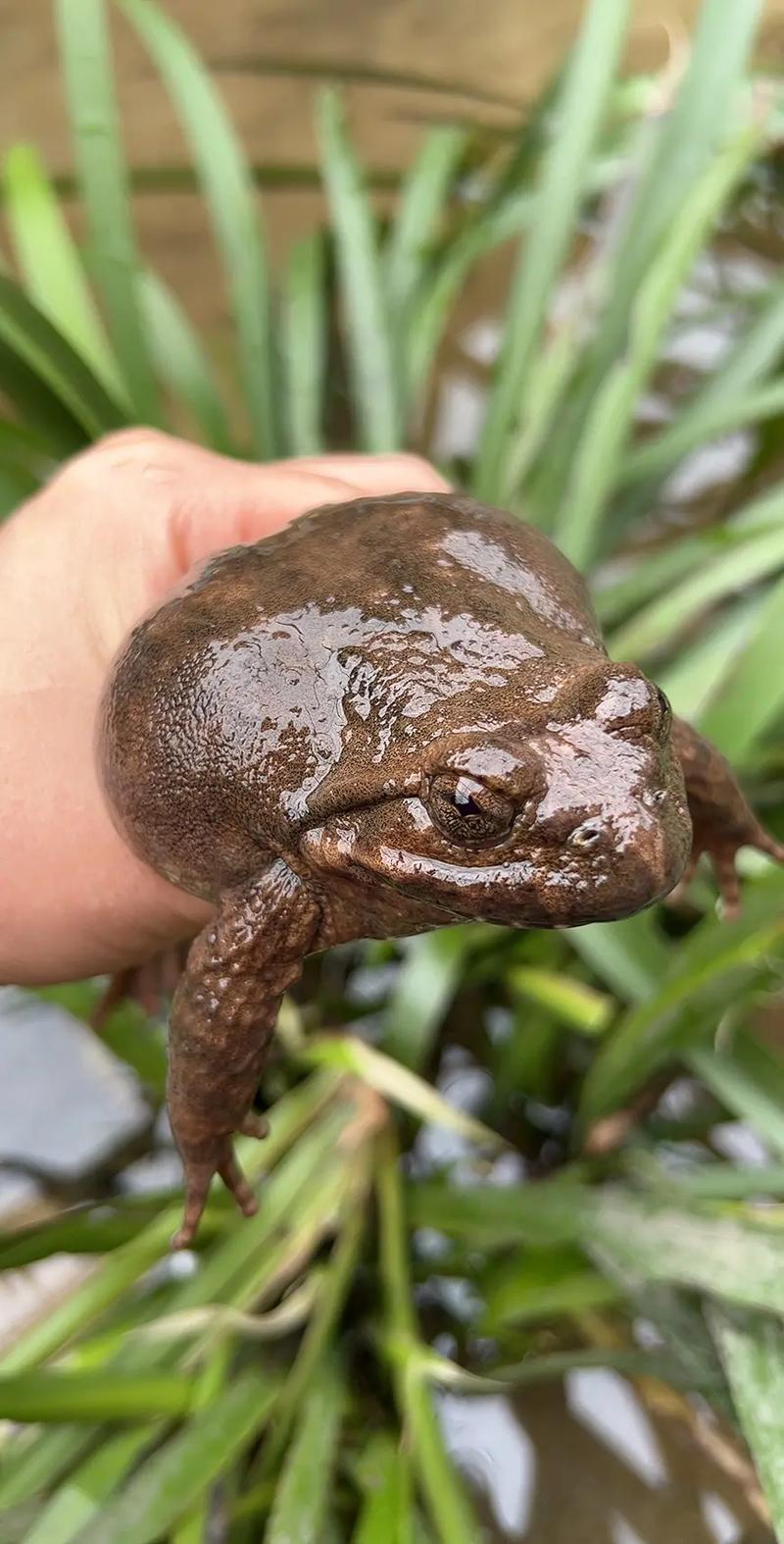 江西石蛙养殖技术有哪些关键要点?-图3 江西石蛙养殖技术有哪些关键要点?-图3