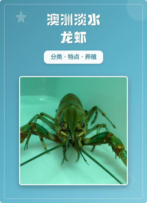 澳洲谈水龙虾养殖技术要点有哪些?-图1 澳洲谈水龙虾养殖技术要点有哪些?-图1