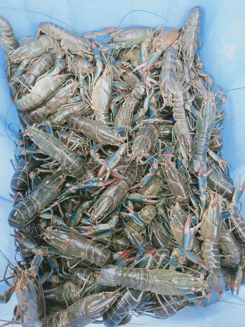 澳洲谈水龙虾养殖技术要点有哪些?-图3 澳洲谈水龙虾养殖技术要点有哪些?-图3