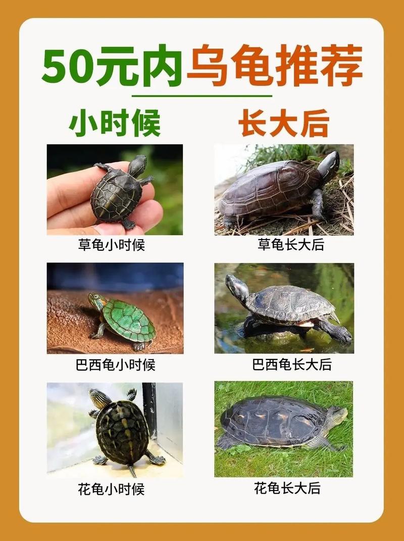 石龟2025最新价格是多少?-图1 石龟2025最新价格是多少?-图1