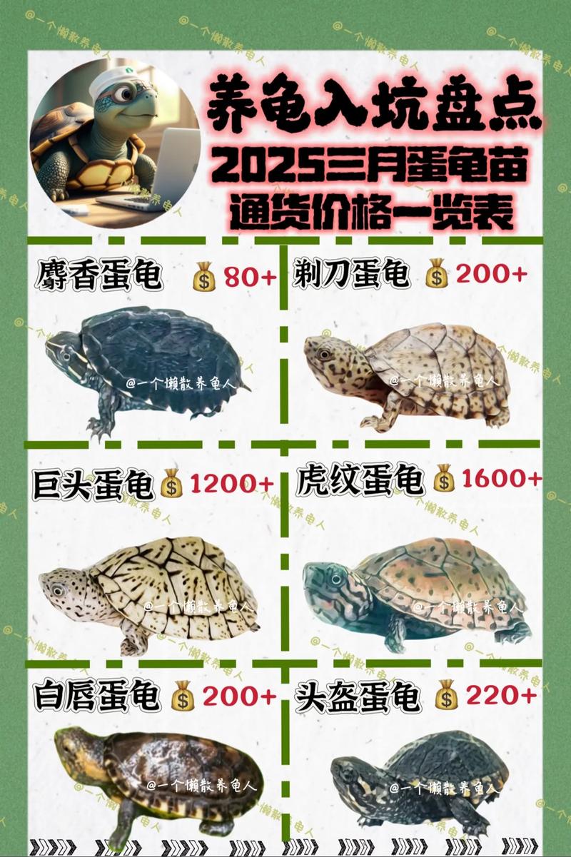 石龟2025最新价格是多少?-图2 石龟2025最新价格是多少?-图2