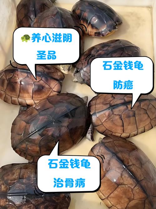 石龟2025最新价格是多少？-图3