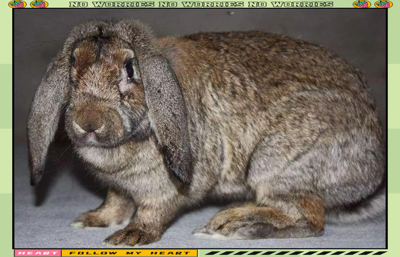 哪些兔子品种抵抗力最强？-图2