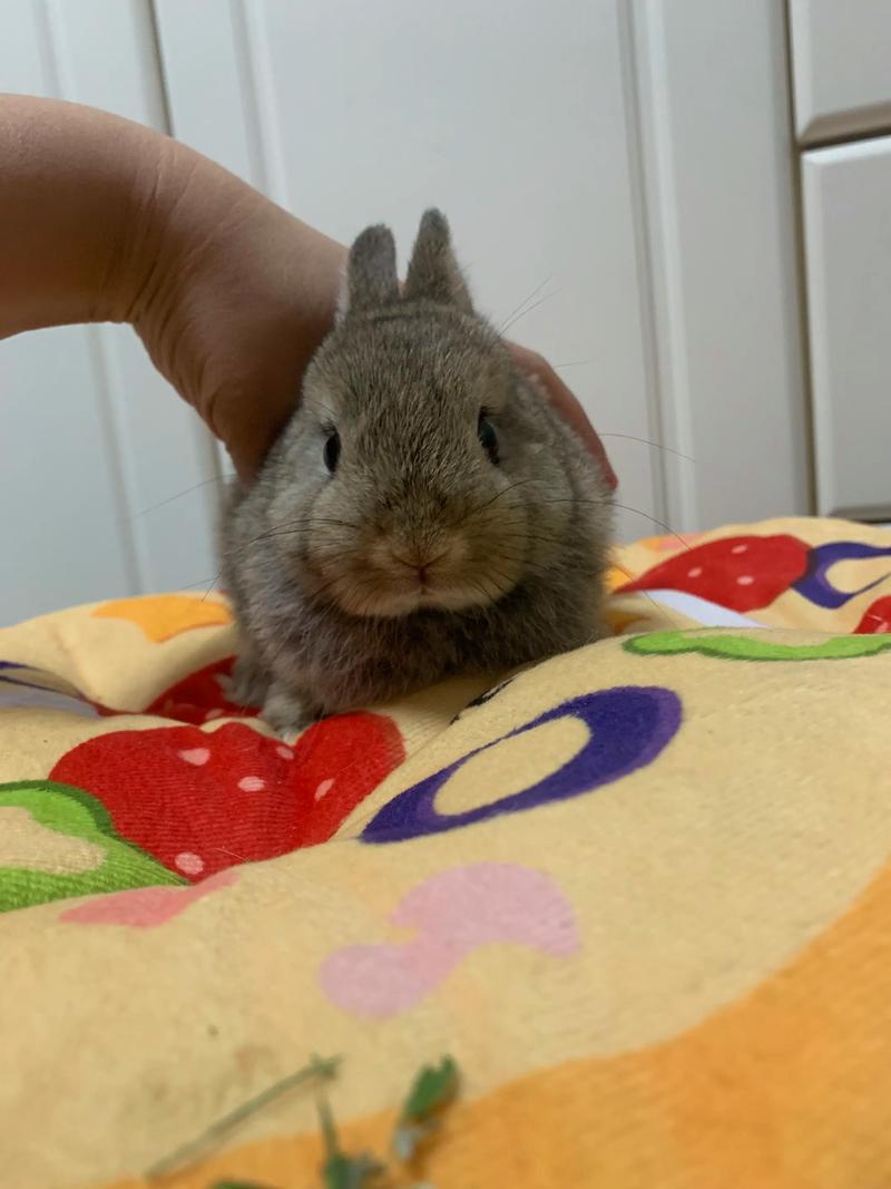 哪些兔子品种抵抗力最强？-图3