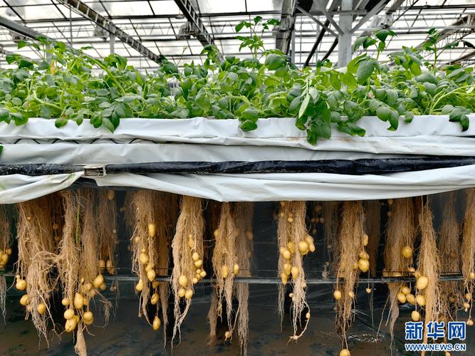 北方大棚土豆种植技术有哪些关键要点?-图3 北方大棚土豆种植技术有哪些关键要点?-图3